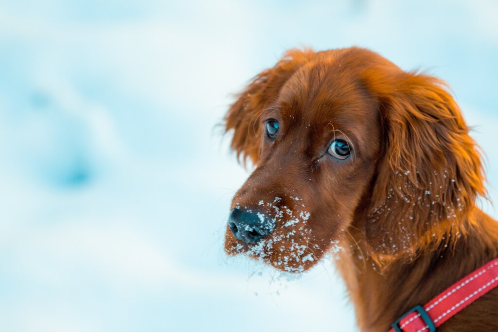 こっちを見ている犬